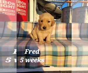 Golden Retriever Puppy for sale in COULEE CITY, WA, USA