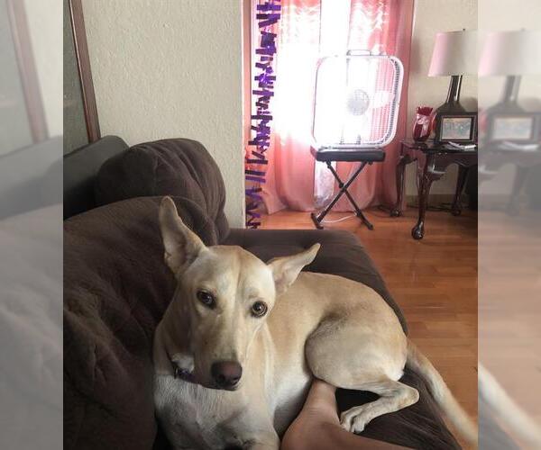 Medium Photo #1 Mutt Puppy For Sale in San Antonio, TX, USA
