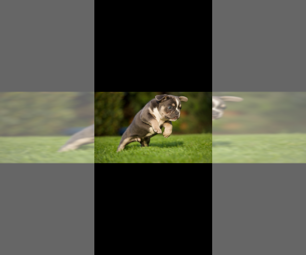 Medium Photo #2 French Bulldog Puppy For Sale in OLYMPIA, WA, USA