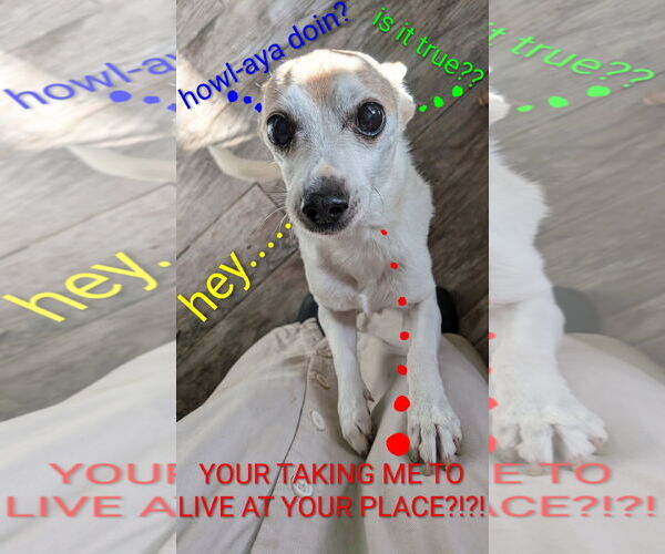 Medium Photo #1 Chihuahua Puppy For Sale in Apple Valley, CA, USA