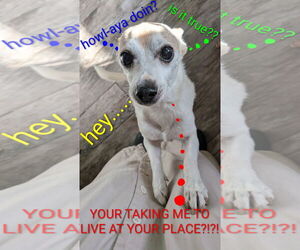 Chihuahua Dogs for adoption in Apple Valley, CA, USA