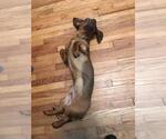 Small #1 Dachshund