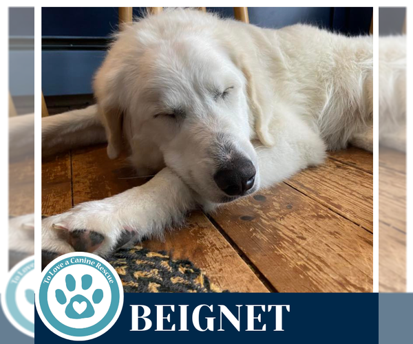 Medium Photo #4 Great Pyrenees-Unknown Mix Puppy For Sale in Kimberton, PA, USA