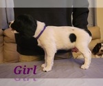 Small Photo #7 English Springer Spaniel Puppy For Sale in LINCOLN, NE, USA