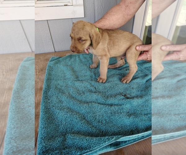 Medium Photo #5 Chesapeake Bay Retriever Puppy For Sale in ARCO, ID, USA