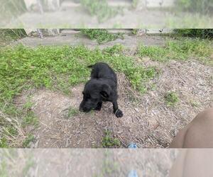 Mutt Dogs for adoption in San Antonio, TX, USA