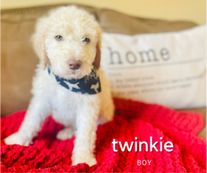 Goldendoodle Puppy for sale in ADA, OK, USA