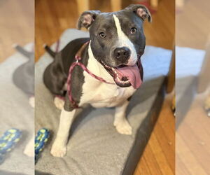 American Pit Bull Terrier-Staffordshire Bull Terrier Mix Dogs for adoption in Princeton, MN, USA