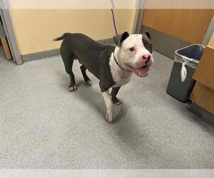 American Pit Bull Terrier Dogs for adoption in Orange, CA, USA