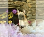 Small Photo #8 French Bulldog Puppy For Sale in PASO ROBLES, CA, USA