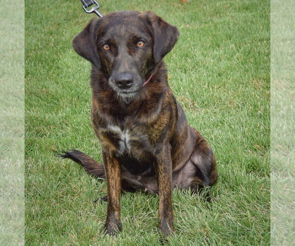 Medium Photo #3 Borador Puppy For Sale in Huntley, IL, USA