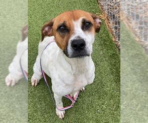 Treeing Walker Coonhound-Unknown Mix Dogs for adoption in Fayetteville, NC, USA