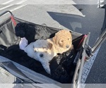 Small Photo #5 Goldendoodle Puppy For Sale in VALENCIA, CA, USA