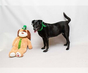 Labrador Retriever-Unknown Mix Dogs for adoption in Sanford, FL, USA