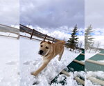 Small #2 German Shepherd Dog-Great Pyrenees Mix