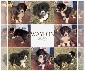 Medium Australian Shepherd