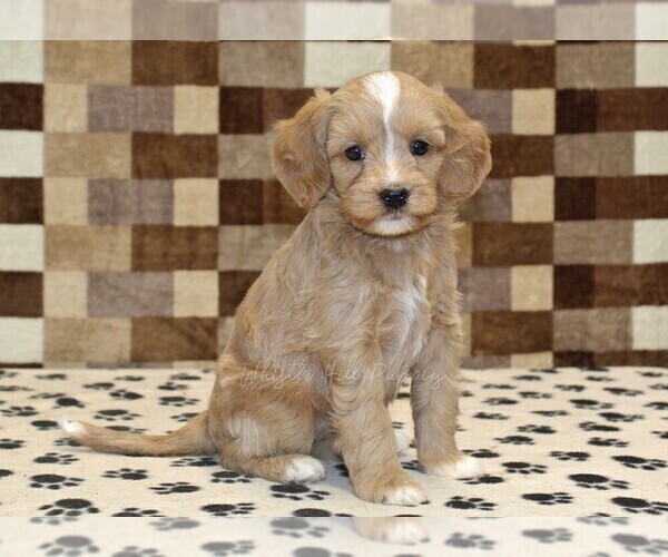 Medium Photo #4 Bernedoodle (Miniature)-Cavapoo (Miniature) Mix Puppy For Sale in DENVER, PA, USA
