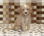 Small #3 Bernedoodle (Miniature)-Cavapoo (Miniature) Mix