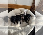Small #2 Schnauzer (Miniature)