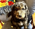 Small #1 Bernedoodle-Labradoodle Mix