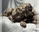 Small #3 Goldendoodle
