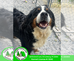 Small Bernese Mountain Dog