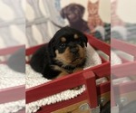 Small Photo #15 Rottweiler Puppy For Sale in MARION, SC, USA