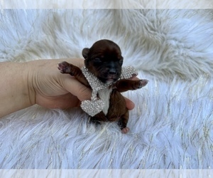 Yorkshire Terrier Puppy for sale in HAYWARD, CA, USA