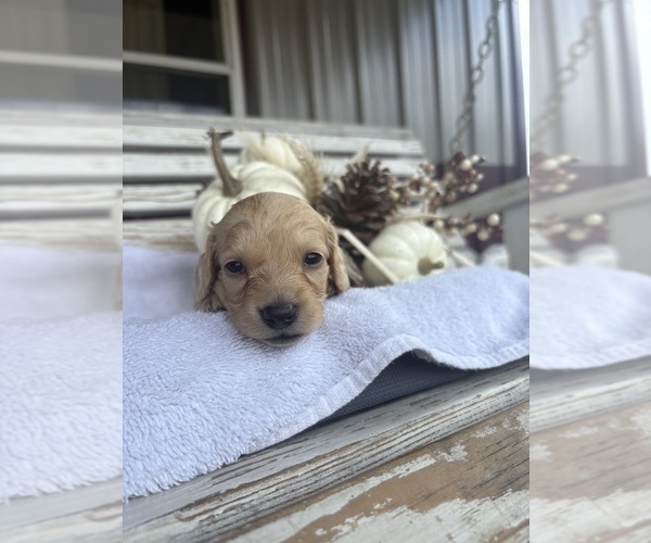 Medium Photo #2 Dachshund Puppy For Sale in MARSHFIELD, MO, USA