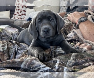 Labrador Retriever Puppy for sale in BYRON CENTER, MI, USA