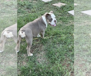 Olde English Bulldogge Puppy for sale in ABILENE, TX, USA