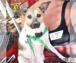 Otis - Male Mutt Dog for Adoption - Photo #10