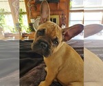 Small Photo #7 French Bulldog Puppy For Sale in LAKELAND, FL, USA