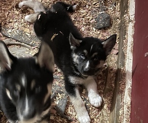 German Shepherd Dog-Siberian Husky Mix Puppy for sale in WEST GREENWICH, RI, USA