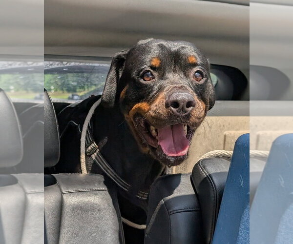 Medium Photo #1 Rottweiler Puppy For Sale in Hillsboro, NH, USA