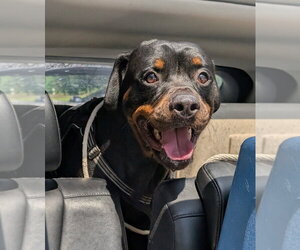 Rottweiler Dogs for adoption in Hillsboro, NH, USA