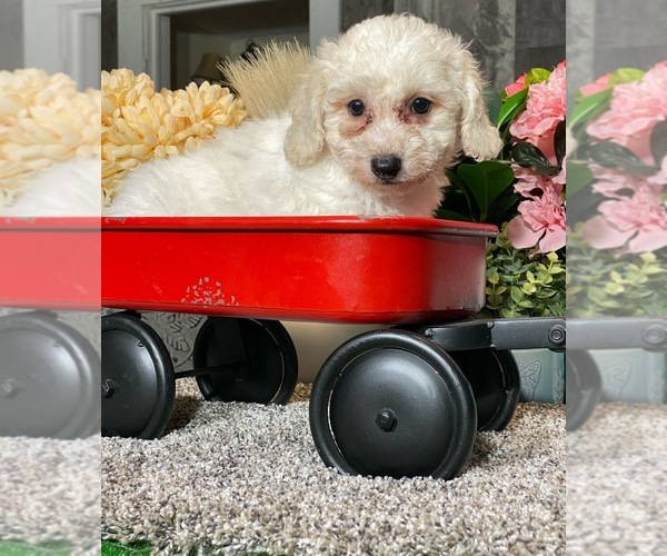 Medium Photo #2 Bichon Frise Puppy For Sale in CANOGA, NY, USA