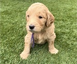 Small Photo #38 Goldendoodle Puppy For Sale in PHOENIX, AZ, USA
