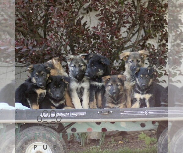 Medium Photo #2 Australian Shepherd-German Shepherd Dog Mix Puppy For Sale in BIRD IN HAND, PA, USA