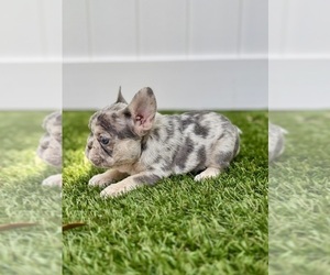 French Bulldog Puppy for sale in CORAL SPRINGS, FL, USA