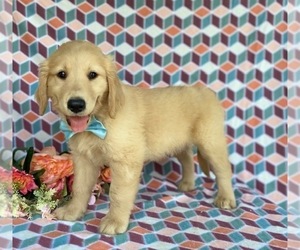 Golden Retriever Puppy for sale in LANCASTER, PA, USA