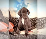 Small Photo #14 Great Dane Puppy For Sale in TUSCUMBIA, AL, USA
