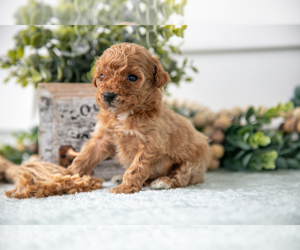Medium Photo #1 Poodle (Miniature) Puppy For Sale in FARWELL, MI, USA