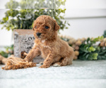Puppy Captain Poodle (Miniature)
