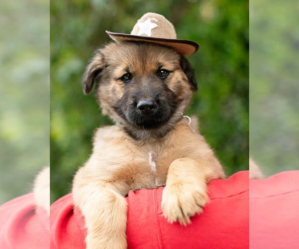 Medium Photo #15 Siberian Husky-Unknown Mix Puppy For Sale in Corona, CA, USA