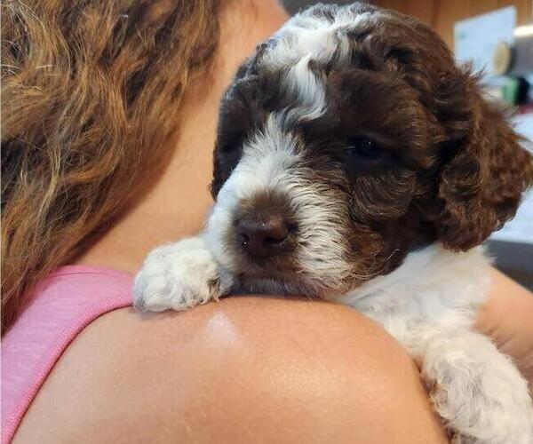 Medium Photo #5 Poodle (Miniature) Puppy For Sale in PERRYSVILLE, OH, USA