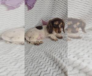 Dachshund Puppy for sale in JASONVILLE, IN, USA