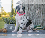 Image preview for Ad Listing. Nickname: Litter of 5