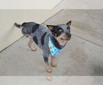 Small #2 Mutt