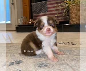 Australian Shepherd Puppy for sale in BATESVILLE, AR, USA